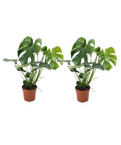 Monstera Deliciosa - Set van 2 - Gatenplant - Pot 17cm - Hoogte 50-60cm