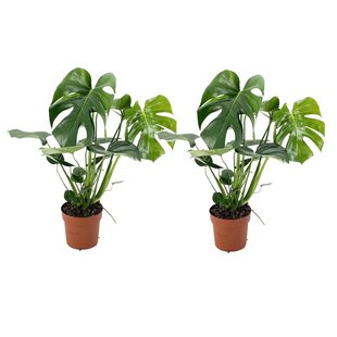 Monstera Deliciosa - Set van 2 - Gatenplant - Pot 17cm - Hoogte 50-60cm