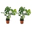 Monstera Deliciosa - Set of 2 - Swiss Cheese Plant - ø17cm - Height 50-60cm