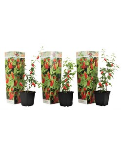 Goji Berry - Set of 3 - Lycium Barbarum - ø9cm - Height 25-40 cm