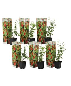 Lycium Barbarum - Set of 6 - Goji plants - ø9cm - Height 25-40cm
