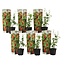 Lycium Barbarum - Set de 6 - Plantes de Goji - Pot 9cm - Hauteur 25-40cm