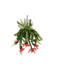 Aeschynanthus 'Twister' - Hængende plante - ø15cm - Højde 20-30cm