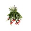 Aeschynantus Twister - Hanging plant - ø15cm - Height 20-30cm