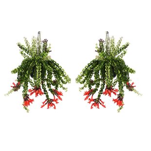 Aeschynantus 'Twister' - Set de 2 - Plante suspendue - ⌀15cm - Hauteur 20-30cm