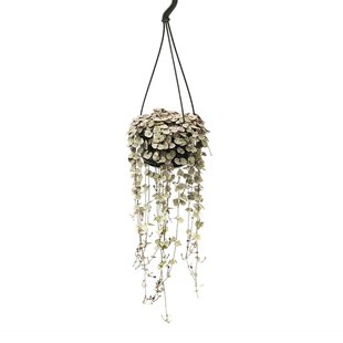 String of Hearts 'Ceropegia Woodii' hanging plant- Pot 14cm - Height 20-30cm