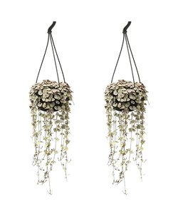 String of Hearts 'Ceropegia Woodii' hanging plant - x2- ø14cm - Height 20-30cm