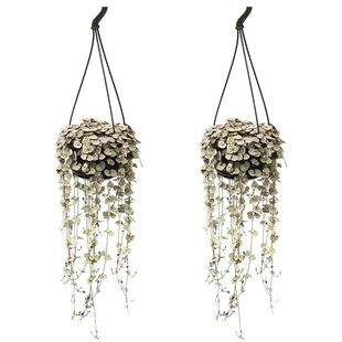 Ceropegia Woodii - Set de 2 - Lanterne Chinoise - Pot 14cm - Hauteur 20-30cm