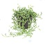 Senecio 'String of Bananas' - hanging plant - ⌀12cm - Height 10-20cm