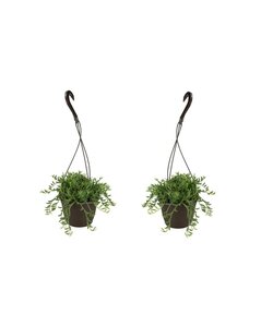 Senecio radicans - Set di 2 - Cordone di banane - ⌀ 12cm - Altezza 10-20cm