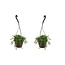 Senecio radicans - Set de 2 - chapelet de bananes - Pot 12cm - Hauteur 10-20cm