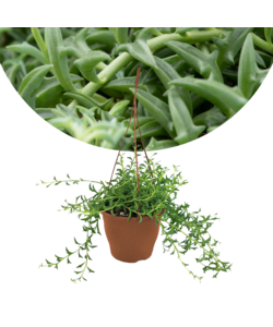 Senecio peregrinus - Catena dei delfini - ⌀12cm - Altezza 10-20cm