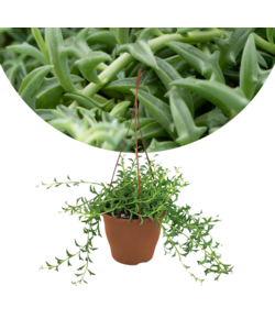Senecio Peregrinus - Wisząca roślina - ⌀12cm - Wysokość 10-20cm