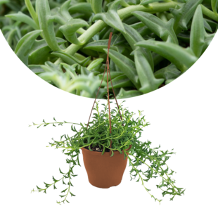 Senecio peregrinus - Collier de dauphin - Pot 12cm - Hauteur 10-20cm