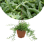 Senecio peregrinus - Collier de dauphin - Pot 12cm - Hauteur 10-20cm