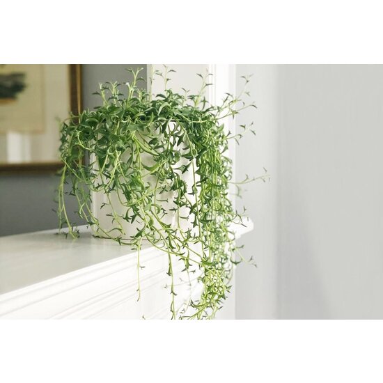 Senecio 'String of Bananas' - Set of 2 - hanging plant - ⌀12 cm - Height  10-20cm - FloraStore