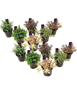 Hebe pinguifolia - Strauchveronika - 12er Set - Topf 10,5cm - Höhe 15-20cm