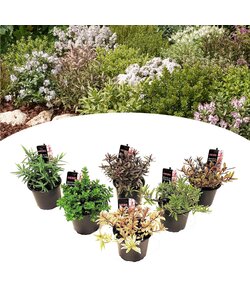 Hebe pinguifolia - Stonecrop - Shrubs - Set of 6 - Pot 10,5cm - Height 15-20cm