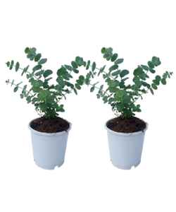 Eucalyptus Baby Blå 'S' - Sæt med 2 - Haveplante - Busk - ø13cm - Højde 25-40cm