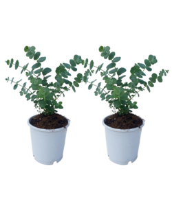 Eucalyptus Pulverulenta 'Babyblauw' - Set van 2 - Pot 13cm - Hoogte 25-40cm