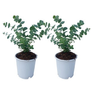 Eucalyptus Pulverulenta 'Baby Blue' - Set of 2 - ø13cm - Height 25-40cm