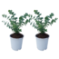 Eucalyptus Pulverulenta 'Baby Blue' - Set di 2 - Vaso 13cm - Altezza 25-40cm