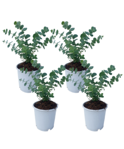 Eucalyptus Baby Blå 'S' - Sæt med 4 - Haveplante - Busk - ø12cm - Højde 25-40cm