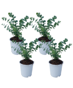 Eucalyptus Pulverulenta 'Baby Blue' - Set of 4 - ø13cm - Height 25-40cm