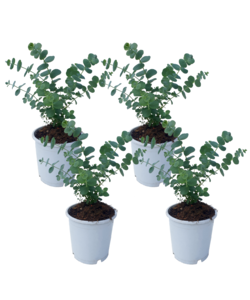 Eucalyptus Pulverulenta 'Bleu bébé' - Set de 4 - Pot 12cm - Hauteur 25-40cm