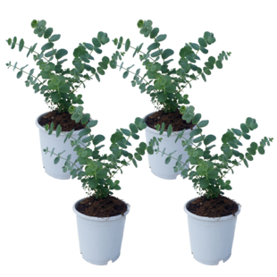 Eucalyptus Pulverulenta 'Baby Blue' - Set of 4 - ø13cm - Height 25-40cm