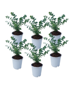 Eucalyptus Pulverulenta 'Baby Blue' - Set of 6 - Pot 12cm - Height 25-40cm