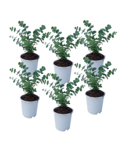 Eucalyptus Pulverulenta 'Bleu bébé' - Set de 6 - Pot 12cm - Hauteur 25-40cm
