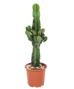 Euphorbia Ingens - Cactus - Pianta da appartamento - ⌀ 17cm - Altezza 50-60cm