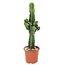 Euphorbia Ingens - Cactus - Pianta da appartamento - ⌀ 17cm - Altezza 50-60cm