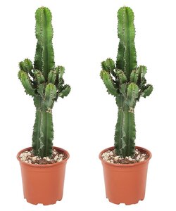 Euphorbia Eritrea - Set van 2 - Cowboy Cactus - Pot 17cm - Hoogte 50-60cm