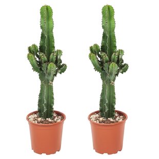 Euphorbia Eritrea 'Cowboy Cactus' - Set of 2 - ø17cm - Height 50-60cm