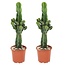 Euphorbia Eritrea - 2er Set - Kaktus - Bergwaldwolfsmilch - ø17cm - Höhe 50-60cm