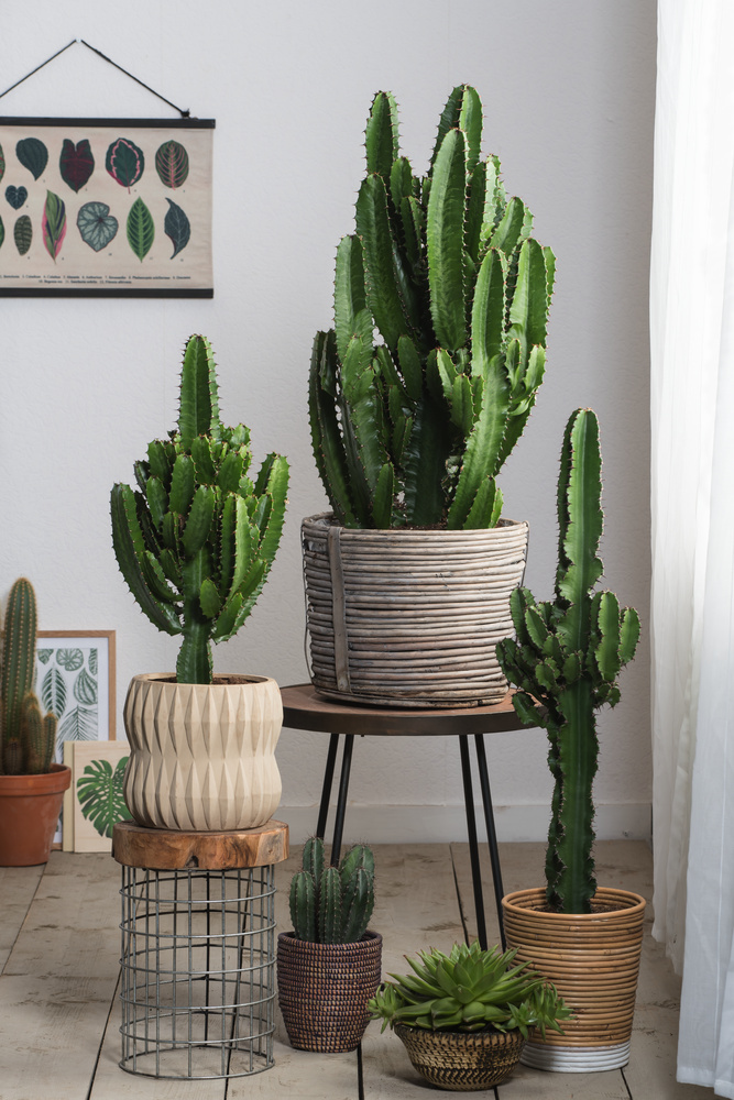 Euphorbia Eritrea - 2er Set - Kaktus - Zimmerpflanze - Topf 17cm - Höhe  50-60cm - FloraStore