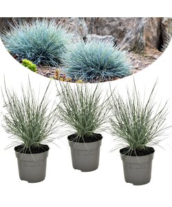 Festuca glauca 'Elijah Blue' - Menge 3 - Blauschwingel - ⌀9cm - Höhe 10-15cm