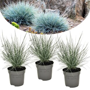 Festuca glauca Elijah Blue - Set of 3 - Ornamental Grass - ⌀9cm - Height 10-15cm