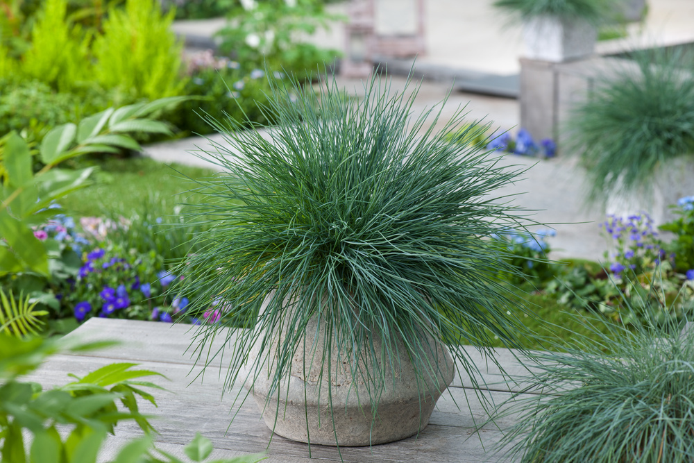 Festuca glauca 'Elijah Blue' - Set di 3 Festuca - Vaso 9cm - Altezza  10-15cm - FloraStore