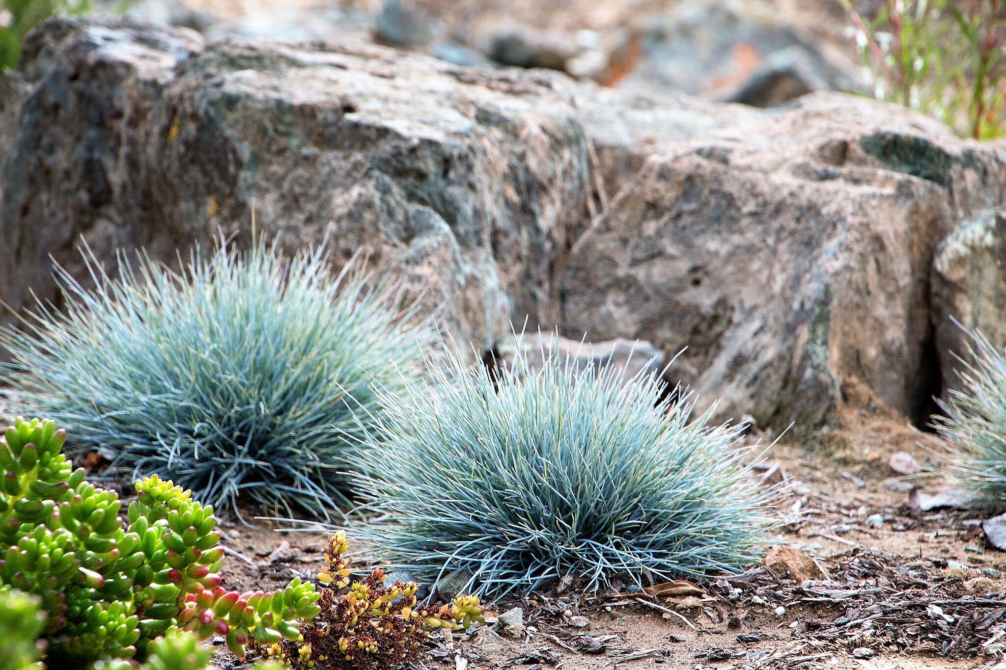 Festuca glauca 'Elijah Blue' - Set di 3 Festuca - Vaso 9cm - Altezza  10-15cm - FloraStore