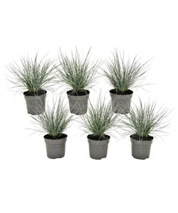 Festuca glauca 'Elijah Blue' - Menge 6 - Blauschwingel - ⌀9cm - Höhe 10-15cm