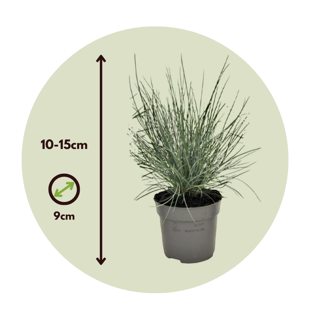 Festuca glauca 'Elijah Blue' - Set di 6 Festuca - Vaso 9cm - Altezza  10-15cm - FloraStore