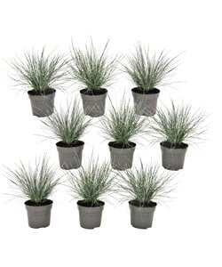 Festuca glauca 'Elijah Blue' - Menge 9 - Blauschwingel - ⌀9cm - Höhe 10-15cm