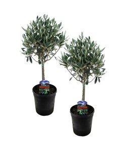 Olea Europaea - Set van 2 - Olijfboom op stam - Pot 14cm - Hoogte 50-60cm