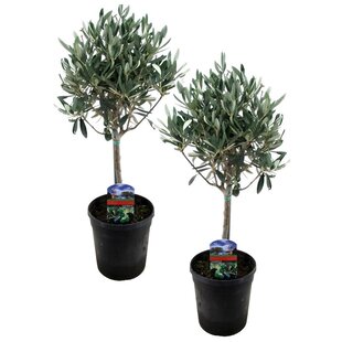 Olea Europaea - 2er Set - Olivenbaum auf Stamm - Topf 14cm - Höhe 50-60cm