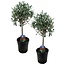 Olea Europaea Olea Europaea - 2er Set - Olivenbaum auf Stamm - Topf 14cm - Höhe 50-60cm