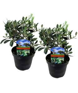 Olea Europaea - Set van 2 - Winterharde olijfstruik - Pot 14cm - Hoogte 25-40cm