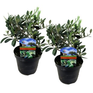 Olea Europaea - Set van 2 - Winterharde olijfstruik - Pot 14cm - Hoogte 25-40cm